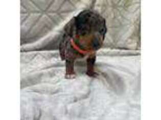 Dachshund Puppy for sale in Saylorsburg, PA, USA