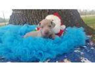 Weimaraner Puppy for sale in La Vernia, TX, USA