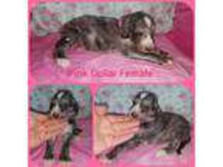 Afghan Hound Puppy for sale in Ashland, WI, USA