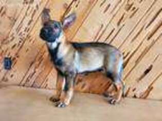 German Shepherd Dog Puppy for sale in Glendale, AZ, USA