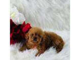Cavalier King Charles Spaniel Puppy for sale in Evart, MI, USA
