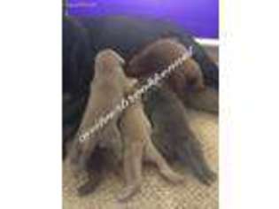 Labrador Retriever Puppy for sale in Ambrose, GA, USA
