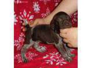 German Shorthaired Pointer Puppy for sale in Hazleton, PA, USA