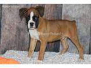 Boxer Puppy for sale in Bokchito, OK, USA