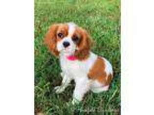 Cavalier King Charles Spaniel Puppy for sale in Clermont, GA, USA