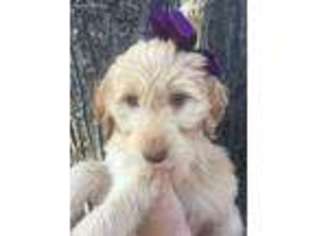 Goldendoodle Puppy for sale in Sunset, TX, USA