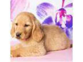 Golden Retriever Puppy for sale in Boca Raton, FL, USA