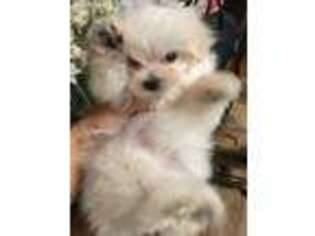 Maltese Puppy for sale in Mobile, AL, USA