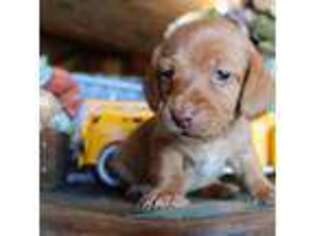Medium Photo #1 Dachshund Puppy For Sale in Floresville, TX, USA