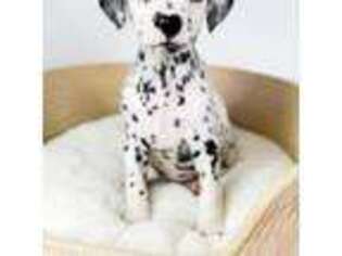 Dalmatian Puppy for sale in Whitwell, TN, USA