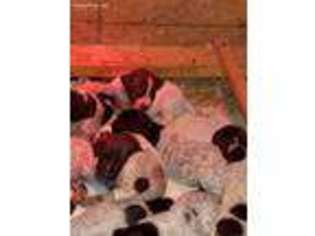 German Shorthaired Pointer Puppy for sale in Bowling Green, OH, USA