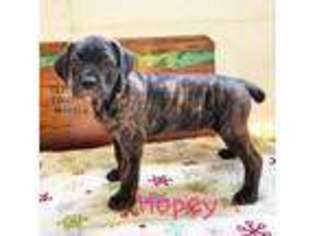 View Ad Cane Corso Puppy For Sale Near Tennessee Knoxville