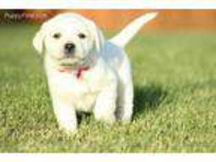 Labrador Retriever Puppy for sale in Lecanto, FL, USA