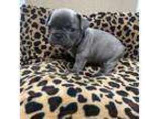 French Bulldog Puppy for sale in Carriere, MS, USA