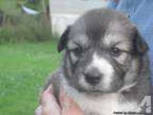 Mutt Puppy for sale in WILLIAMSTOWN, KY, USA