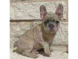 French Bulldog Puppy for sale in Dallas, TX, USA