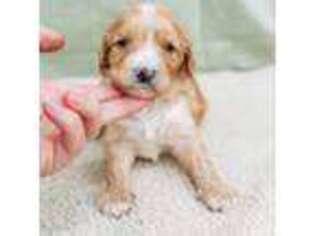 Cavapoo Puppy for sale in Lake Lillian, MN, USA