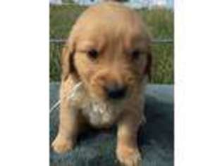 Golden Retriever Puppy for sale in Hackett, AR, USA