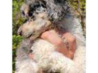 Mutt Puppy for sale in Gillett, WI, USA
