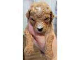 Goldendoodle Puppy for sale in Clover, SC, USA