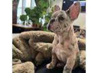 French Bulldog Puppy for sale in Mount Pleasant, SC, USA