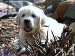 Labrador Retriever Puppy for sale in HUDSON, WI, USA