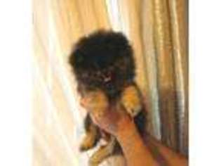 Pomeranian Puppy for sale in Deltona, FL, USA