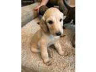 Afghan Hound Puppy for sale in Universal City, TX, USA