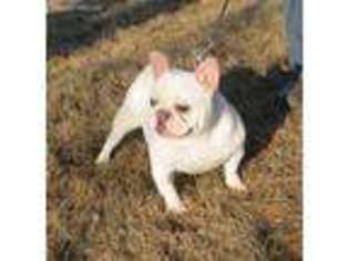 French Bulldog Puppy for sale in Edgerton, MN, USA