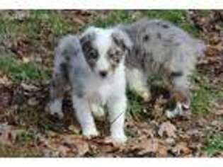 Australian Shepherd Puppy for sale in Moss, TN, USA