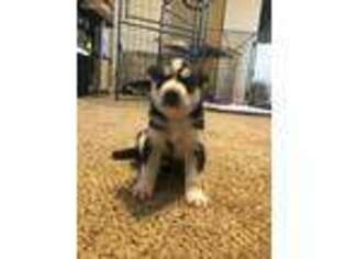 Siberian Husky Puppy for sale in Columbus, IN, USA