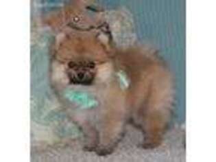 Pomeranian Puppy for sale in Willow Springs, MO, USA