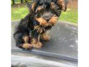Yorkshire Terrier Puppy for sale in Fort Walton Beach, FL, USA