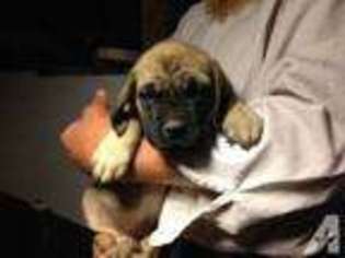 Mastiff Puppy for sale in MOUNT HOPE, OH, USA