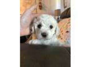 Bichon Frise Puppy for sale in Montgomery, AL, USA