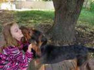 Bloodhound Puppy for sale in Omaha, NE, USA