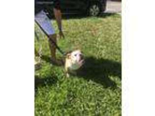 Bulldog Puppy for sale in Deerfield Beach, FL, USA