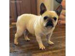 French Bulldog Puppy for sale in Judsonia, AR, USA