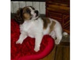 Jack Russell Terrier Puppy for sale in Renton, WA, USA