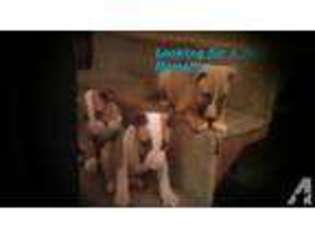 Bull Terrier Puppy for sale in RICHLAND, WA, USA