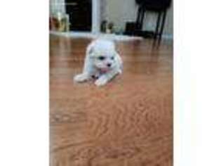 Maltese Puppy for sale in Mesquite, TX, USA