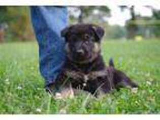German Shepherd Dog Puppy for sale in Salem, MO, USA