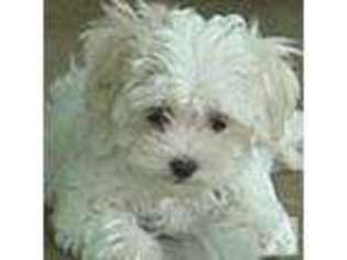 Maltese Puppy for sale in PARK CITY, KY, USA