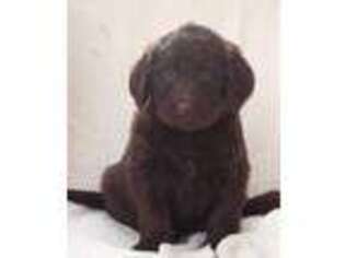 Labradoodle Puppy for sale in New Enterprise, PA, USA