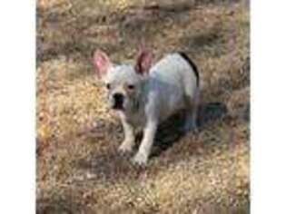 French Bulldog Puppy for sale in Waterville, KS, USA