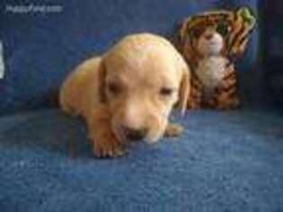 Dachshund Puppy for sale in Hastings, NE, USA
