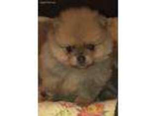 Pomeranian Puppy for sale in Northport, AL, USA