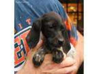 German Shorthaired Pointer Puppy for sale in Linden, MI, USA