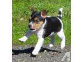 Jack Russell Terrier Puppy for sale in ALBANY, OR, USA