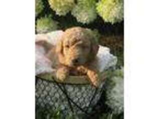 Goldendoodle Puppy for sale in Cutler, IN, USA